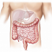 Graphic illustration of internal organs in a human highlighting the intestines