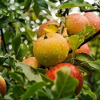 Fresh yellow and red apples on an apple tree