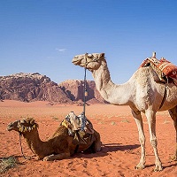 Two camels in the desert with saddles