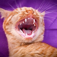 Cat meowing showing all its pearly white teeth