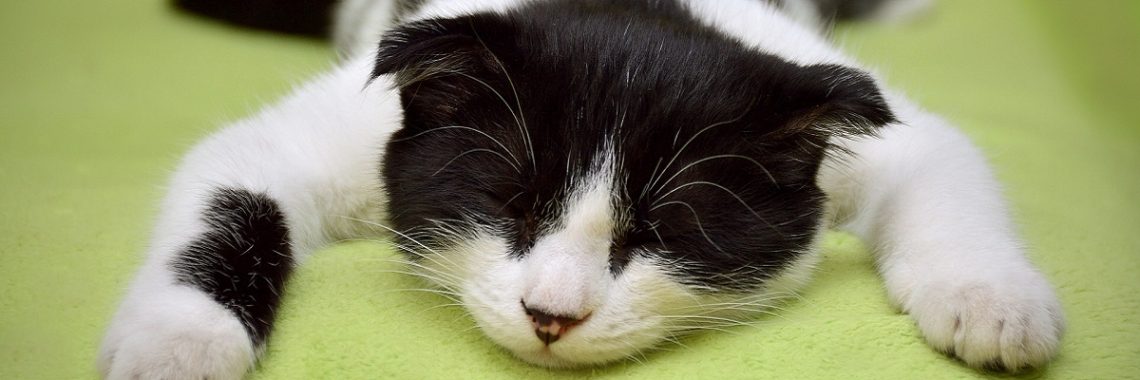 Cute image of cat asleep, sprawled out on a green floor