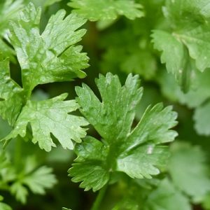 Fresh bunch of cilantro leaves