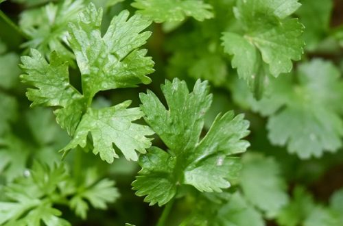 Fresh bunch of cilantro leaves