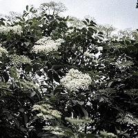 White flowers blossoming on an Elder tree