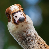 Close up of a duck's face looking comically surprised