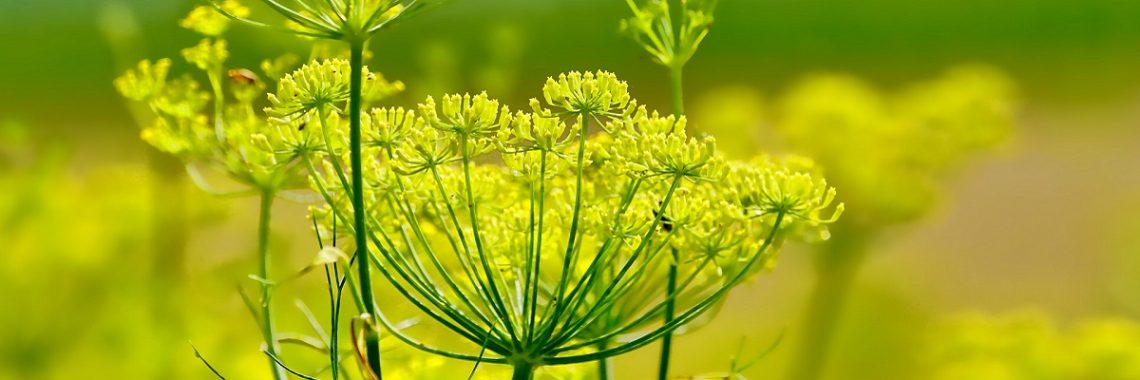 Flowers opening on a fennel plant