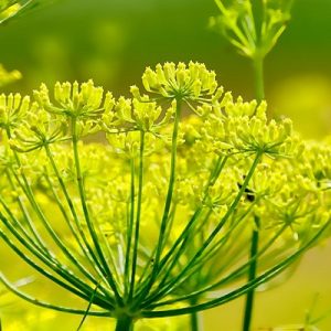 Flowers opening on a fennel plant