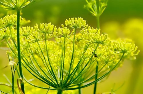 Flowers opening on a fennel plant