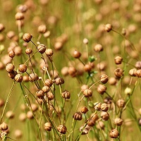 Field of flax seeds ready to harvest