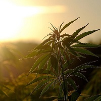 Cannabis plants growing in a field with the sunset behind