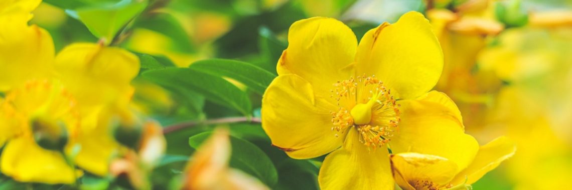 Bright yellow flowers on a St Johns Wort tree, which are great for making tea