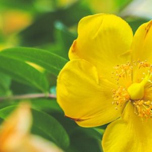 Bright yellow flowers on a St Johns Wort tree, which are great for making tea