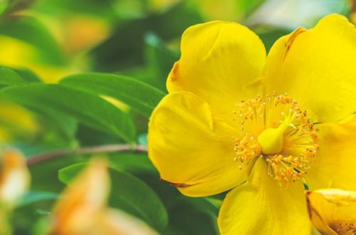 Bright yellow flowers on a St Johns Wort tree, which are great for making tea