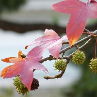 Liquid amber leaves and sweet balls on a branch, which are a good source of shikimic acid