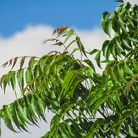 Branches of a neem tree