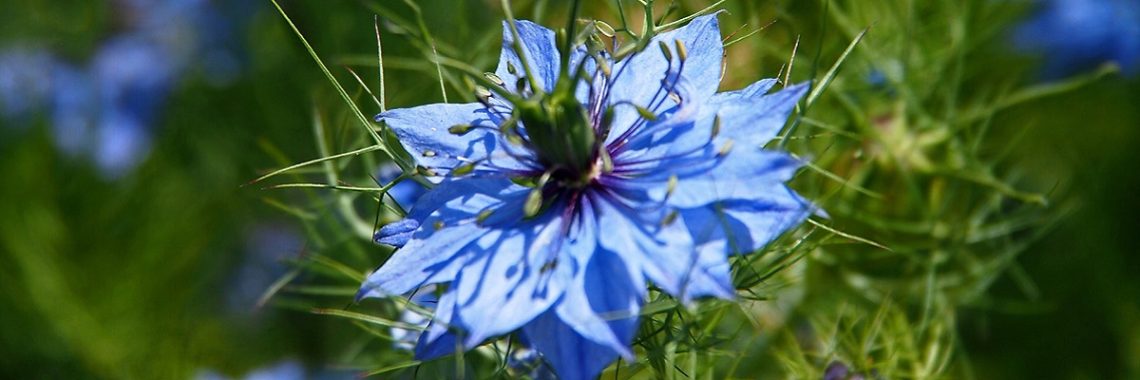 Open blue flower of the nigella plant