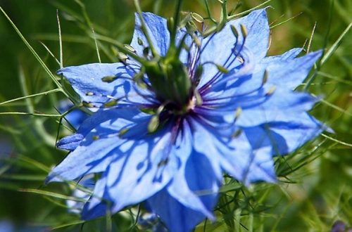 Open blue flower of the nigella plant