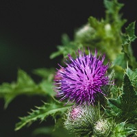 Close up of purple Milk Thistle flower on the plant