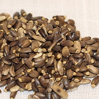 Pile of milk thistle seeds