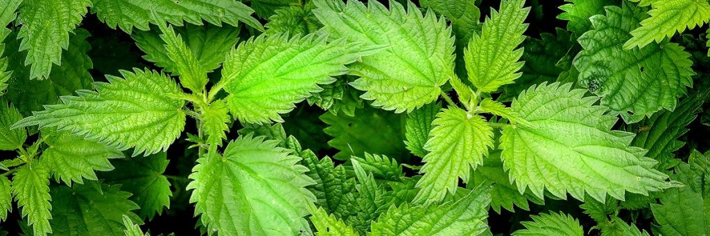 Close up image of nettle bushes