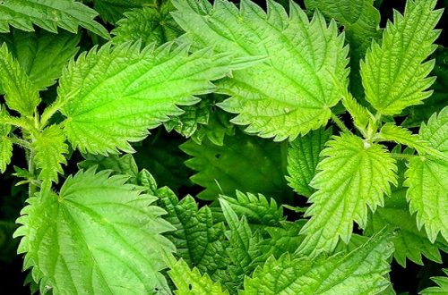 Close up image of nettle bushes