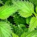 Close up image of nettle bushes