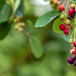 Fresh elderberries hanging from a tree