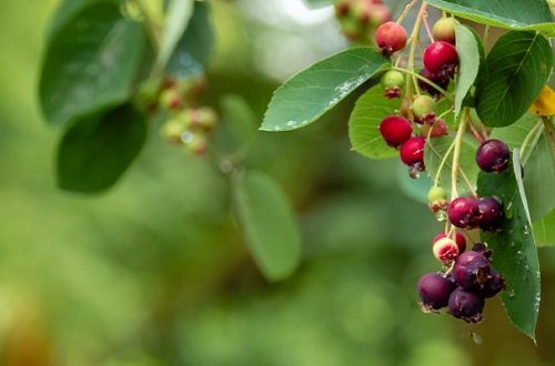 Fresh elderberries hanging from a tree