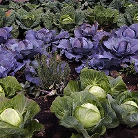 Vegetable garden full of cabbages, one of the popular brassica vegetables