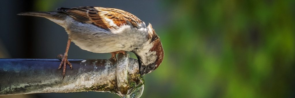 Sparrow on top of glass bottle leaning in to get a drink