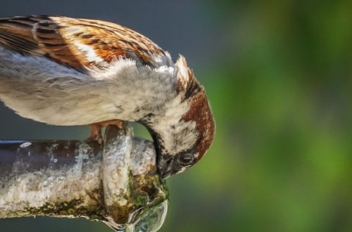 Sparrow on top of glass bottle leaning in to get a drink