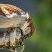 Sparrow on top of glass bottle leaning in to get a drink