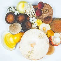 Selection of mushrooms which are high in Vitamin D