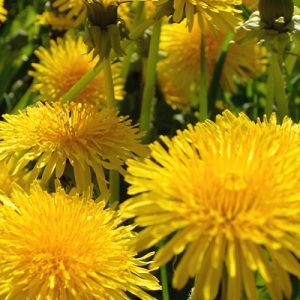 Bright yellow dandelion flowers in a field