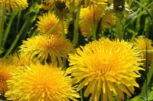 Bright yellow dandelion flowers in a field