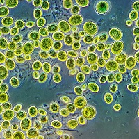 Microscopic image of Chlorella