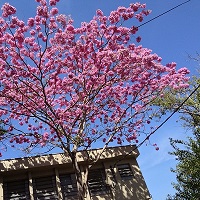 Branches of a Pau D'Arco tree in full bloom of pink flowers