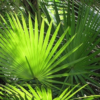 Close up image of saw palmetto leaf lit from behind by sunshine