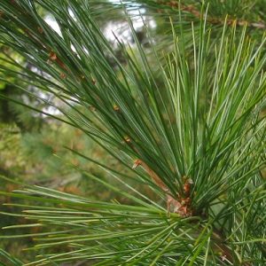 Close up of pine needles on a pine tree