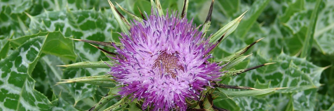 Open purple flower on a milk thistle plant