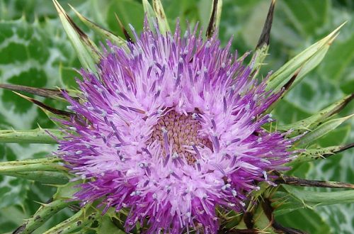 Open purple flower on a milk thistle plant