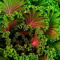 Rich red and greed kale leaves