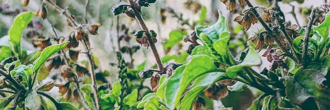 Tulsi leaves and flowers on a tulsi bush