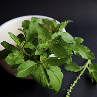 Bowl of fresh tulsi tea leaves