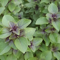 Tulsi leaves on a tulsi bush