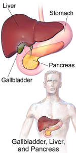 Graphic diagram of the liver and where it sits in the body