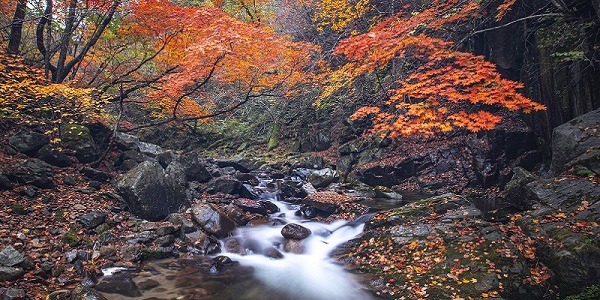 Peaceful image of gentle clear stream running through a forest in autumn with red leaves on the surrounding trees